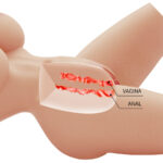 Lily Torso Realistico Vaginale e Anale 1
